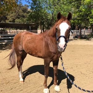 Meet your Posher, Karlee